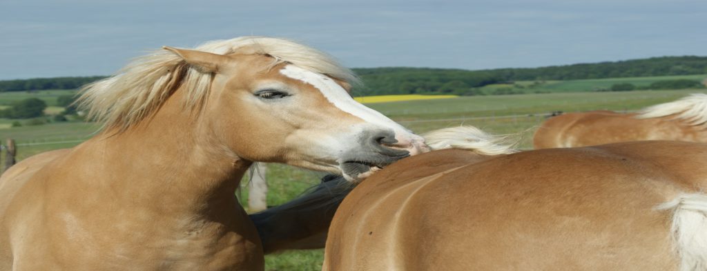 Equines metabolisches Syndrom bei Pferden
