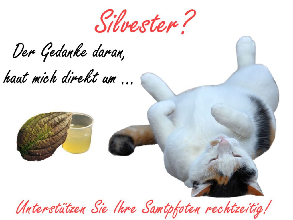 silvester-katze